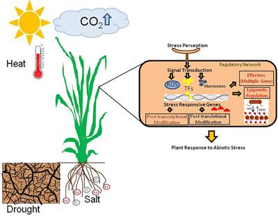 Editorial: Climate change and stress mitigation strategy in plants